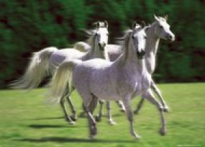 plakaty-white-stallions-2558.jpg